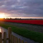 Tulpenzicht